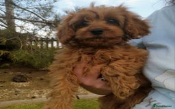 Cavapoo dogs for sale: DNA CLEAR F1 RED CAVAPOOS  - Image 9