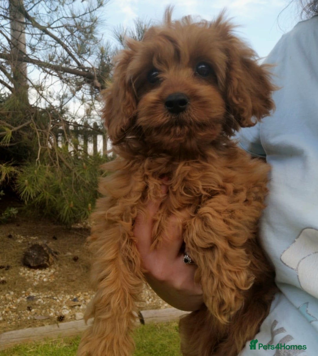 Cavapoo dogs for sale: DNA CLEAR F1 RED CAVAPOOS  - Image 9