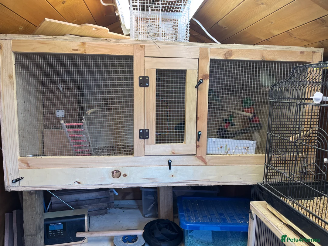 Parakeets birds for sale: Kakarika pair for sale in Retford - Advert 2