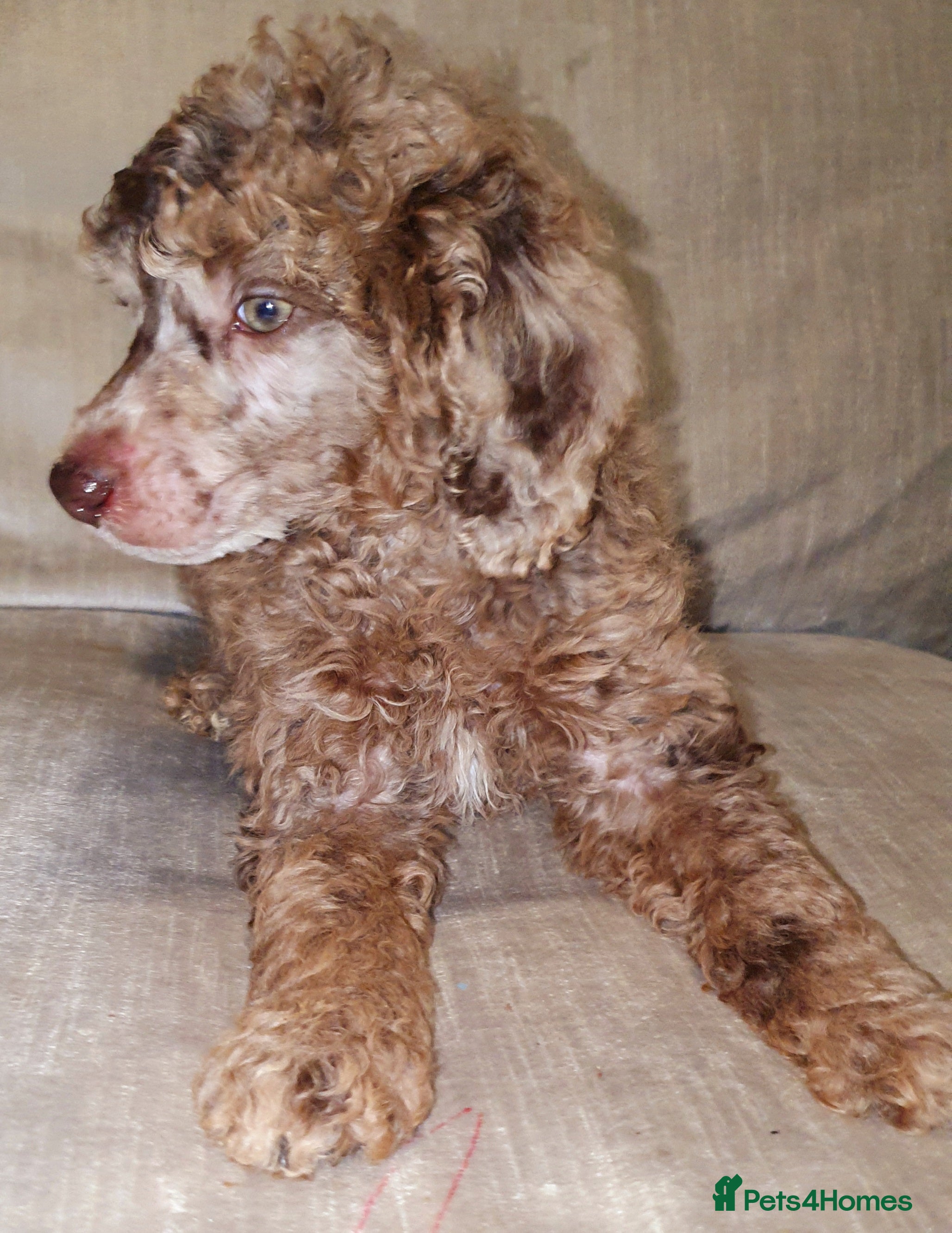 Miniature Poodle dogs Miniature poodle  - Advert 8