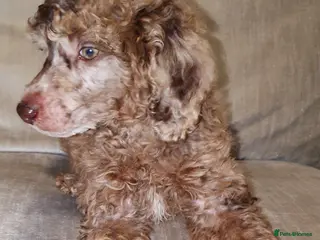 Miniature Poodle dogs Miniature poodle - Advert 8