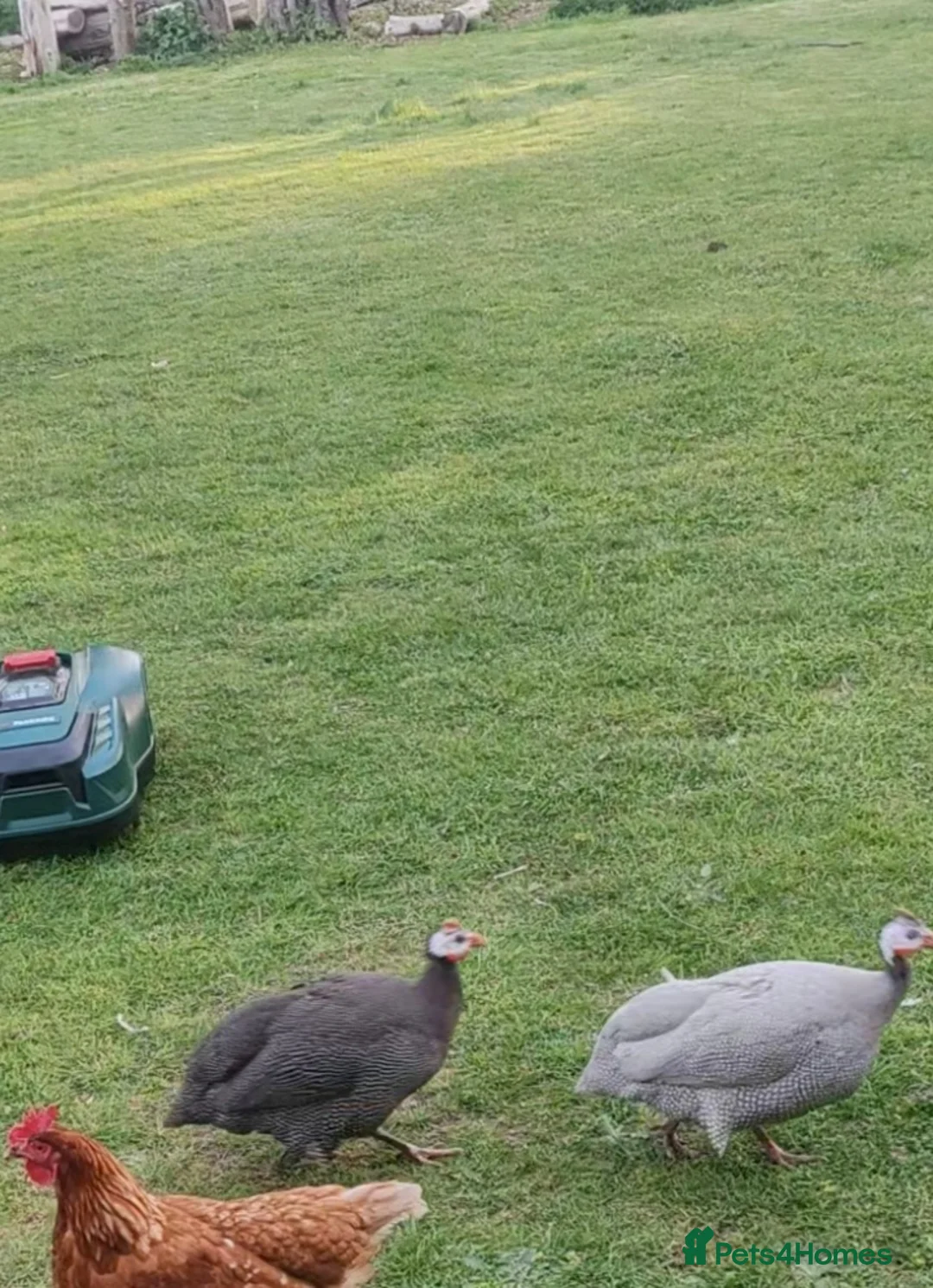 Guinea Fowl poultry for sale: Point of lay Guinea fowl for rehome  in Birmingham - Advert 2