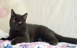 British Shorthair cats for sale: Last 2 black boys 😻😻  in High Wycombe - Advert 3