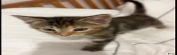 Mixed Breed cats for sale: Kittens available end of October  - Advert 4