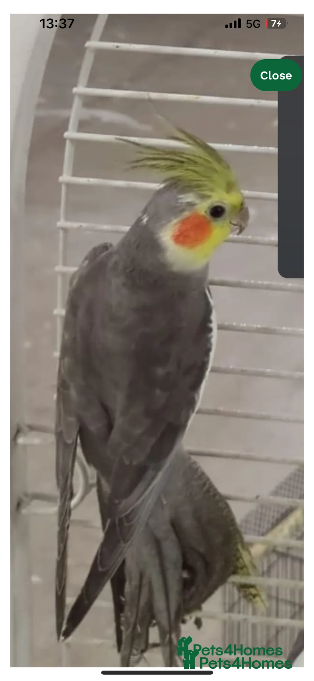 Cockatiels birds for sale: Female cockateil for rehoming  in Wakefield - Advert 4
