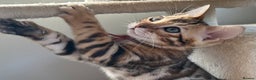 Bengal cats for sale: Beautiful Bengal babies ready this weekend  - Advert 16
