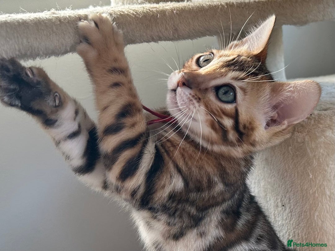 Bengal cats for sale: Beautiful Bengal babies ready this weekend  - Advert 16