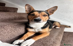 Mixed Breed dogs for sale: Gorgeous jackapoo puppies boy and girl  - Image 7