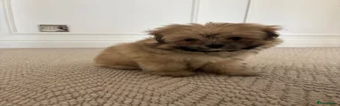 Pomapoo 1