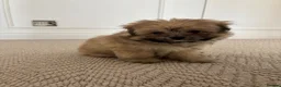 Pomapoo dogs for sale: Miniature Pomeranian sand color  - Advert 8