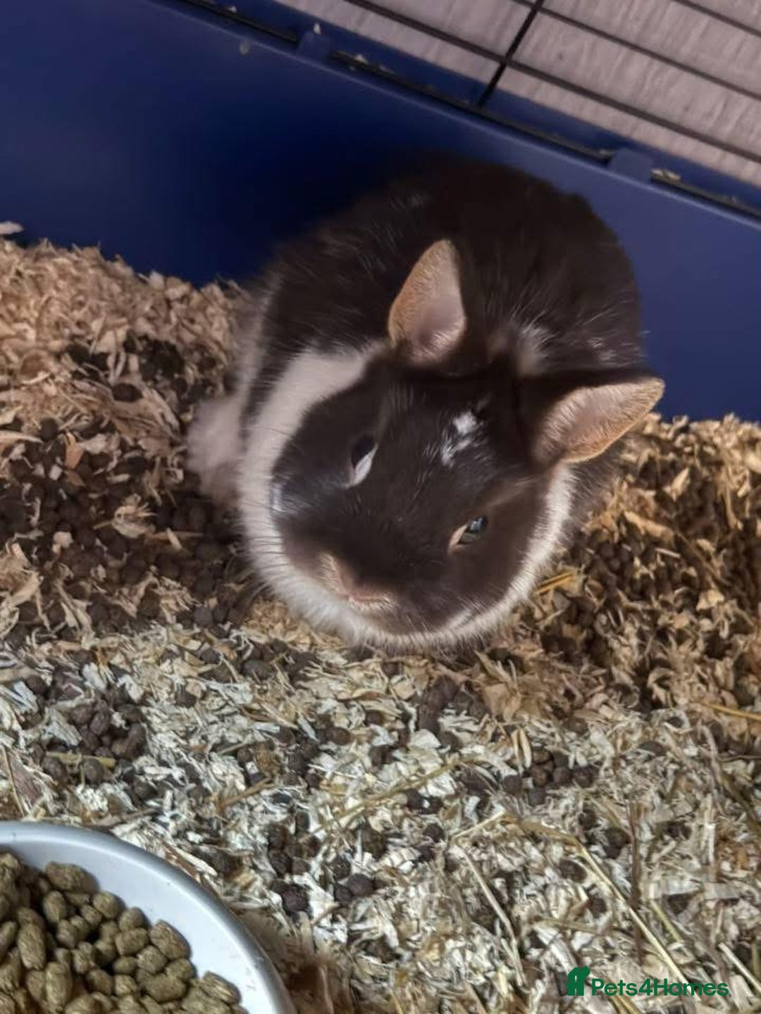 Mixed Breed rodents for sale: Downsizing my animal Collection  in Preston - Image 2