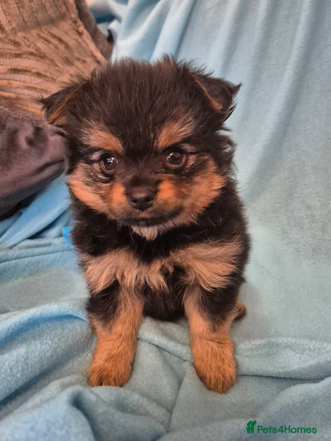 Mixed Breed dogs for sale: TINY yorkie x minature pom puppies - Advert 7