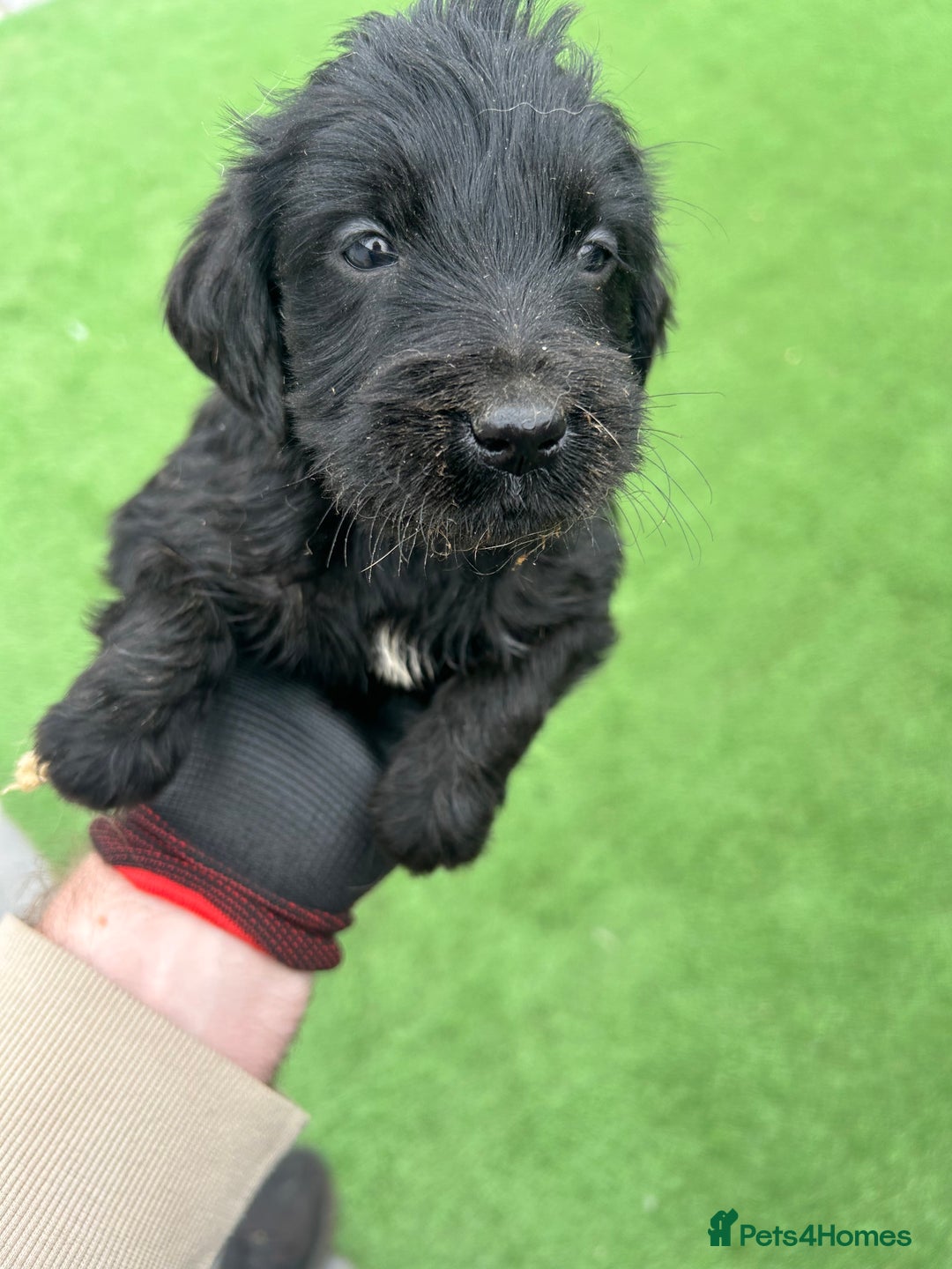 Mixed Breed dogs for sale: 7 beautiful Labrador x cockapoo pups  - Image 4