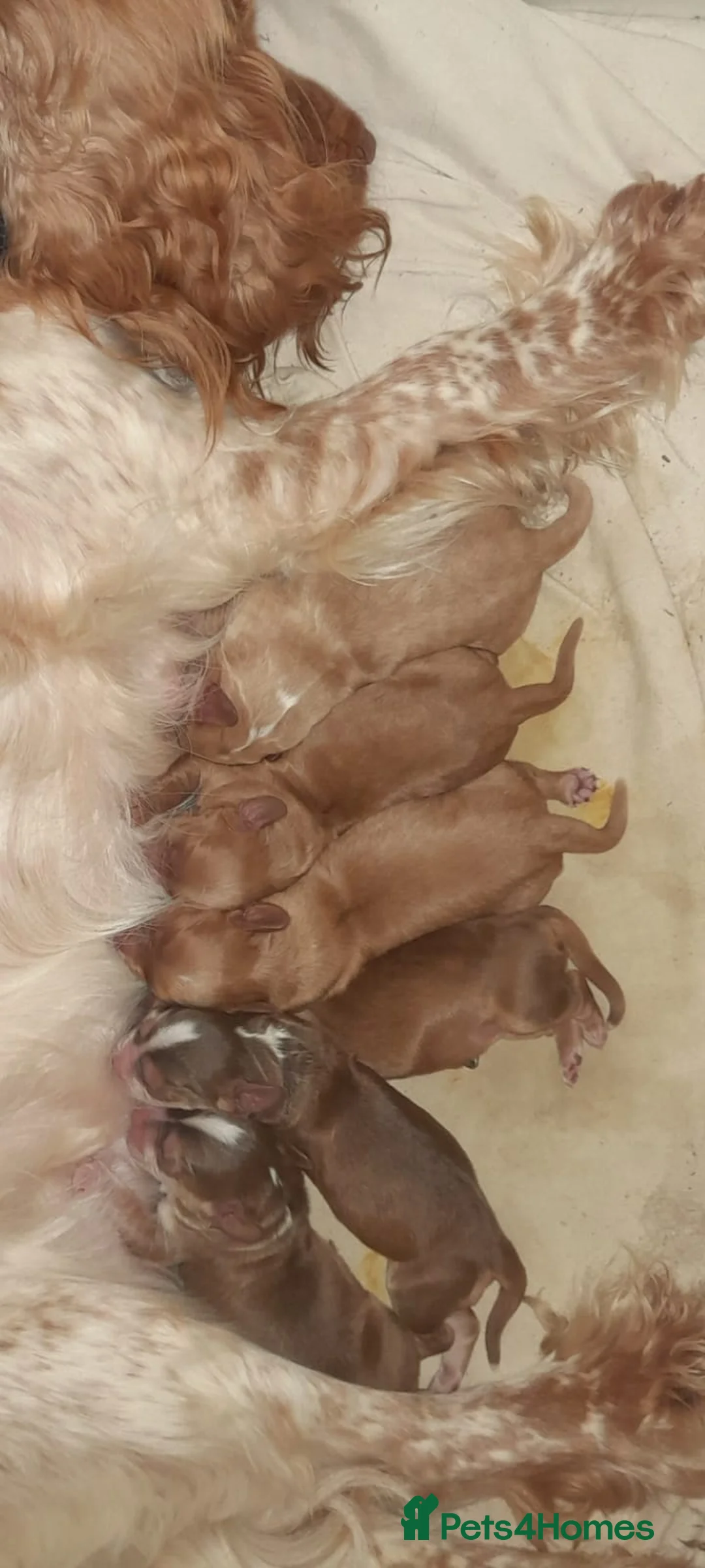 Cocker Spaniel dogs for stud: KC Reg, health tested Working cocker Spaniel in Barnsley - Advert 10