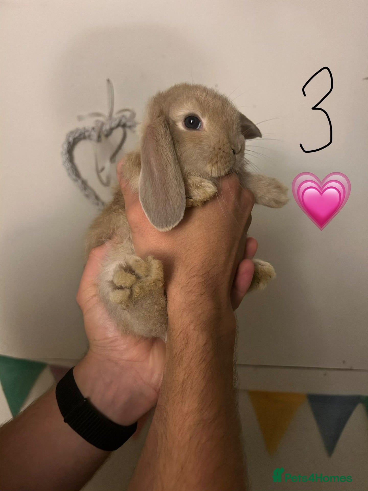French Lop rabbits ONE BABY LEFT - Pure Bred French Lop Babies.  - Advert 6