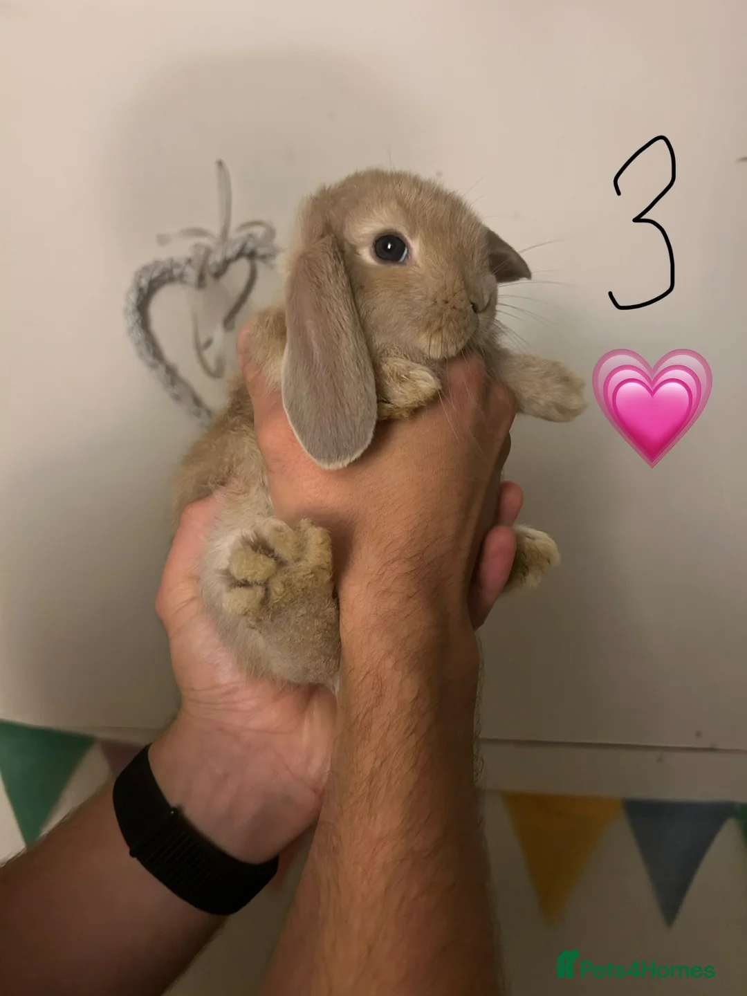 French Lop rabbits for sale: Pure Bred French Lop Babies.  - Advert 12