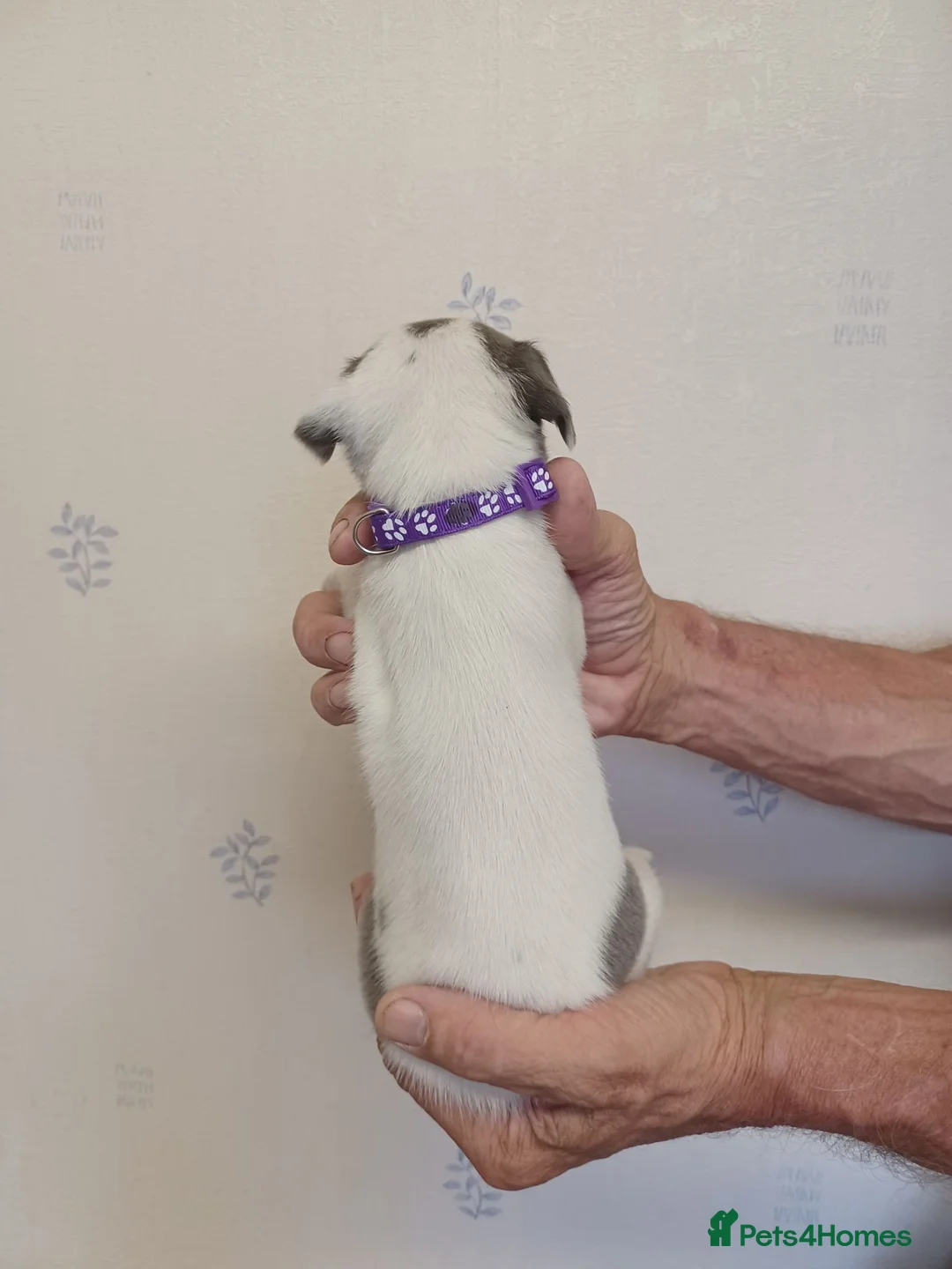 Whippet dogs for sale: Beautiful RKC Registered Puppies - Advert 2
