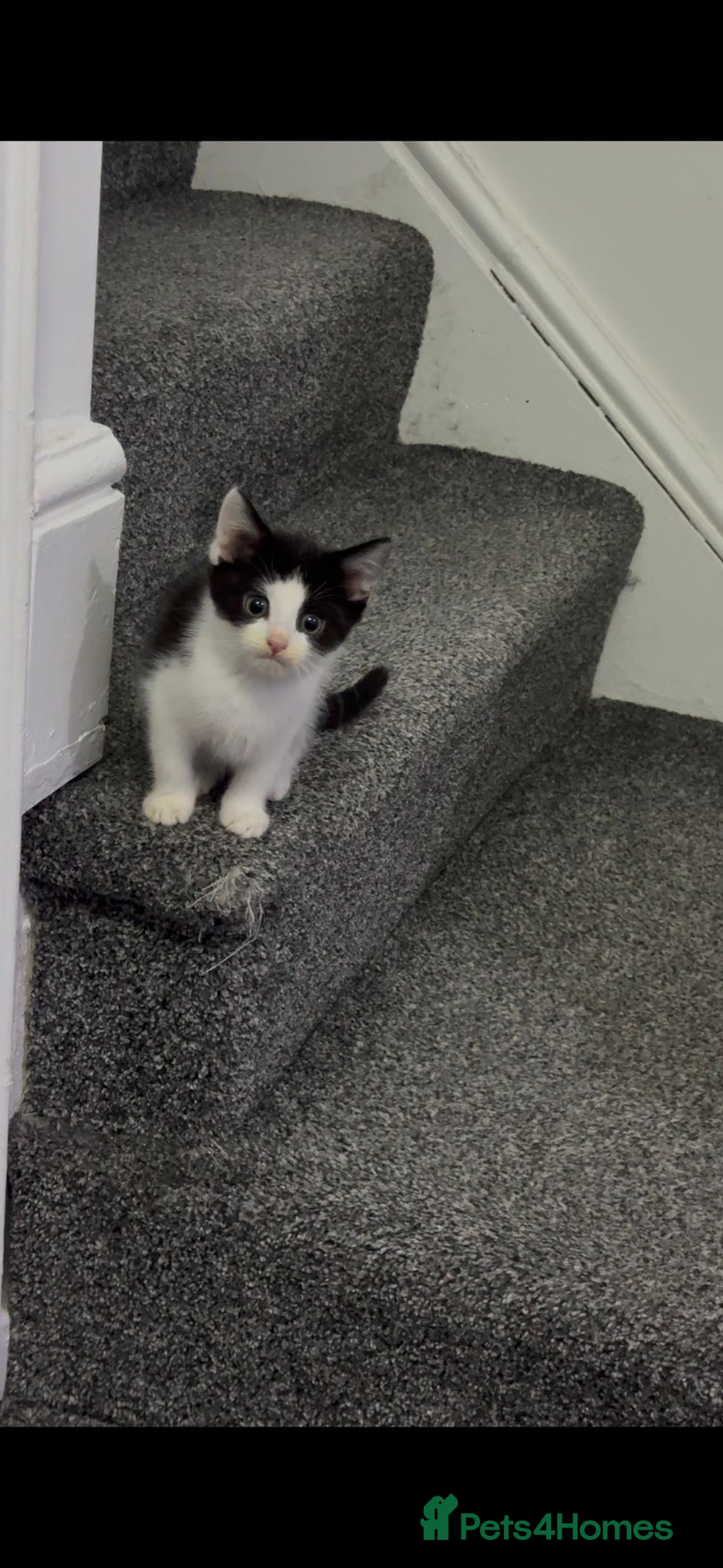 Mixed Breed cats for sale: Very loving and cuddly kitten - Advert 10