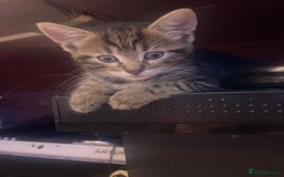 European cats for sale: 4 Cute & Cuddly Kittens Ready For Forever Home - Image 22