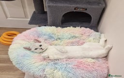 British Shorthair cats for sale: British Shorthair Silver Chinchilla  - Image 1