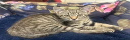Mixed Breed cats for sale: Male Tabby Kitten . Friendly chap !  - Advert 1