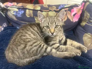 Mixed Breed cats Male Tabby Kitten . Friendly chap ! - Advert 4