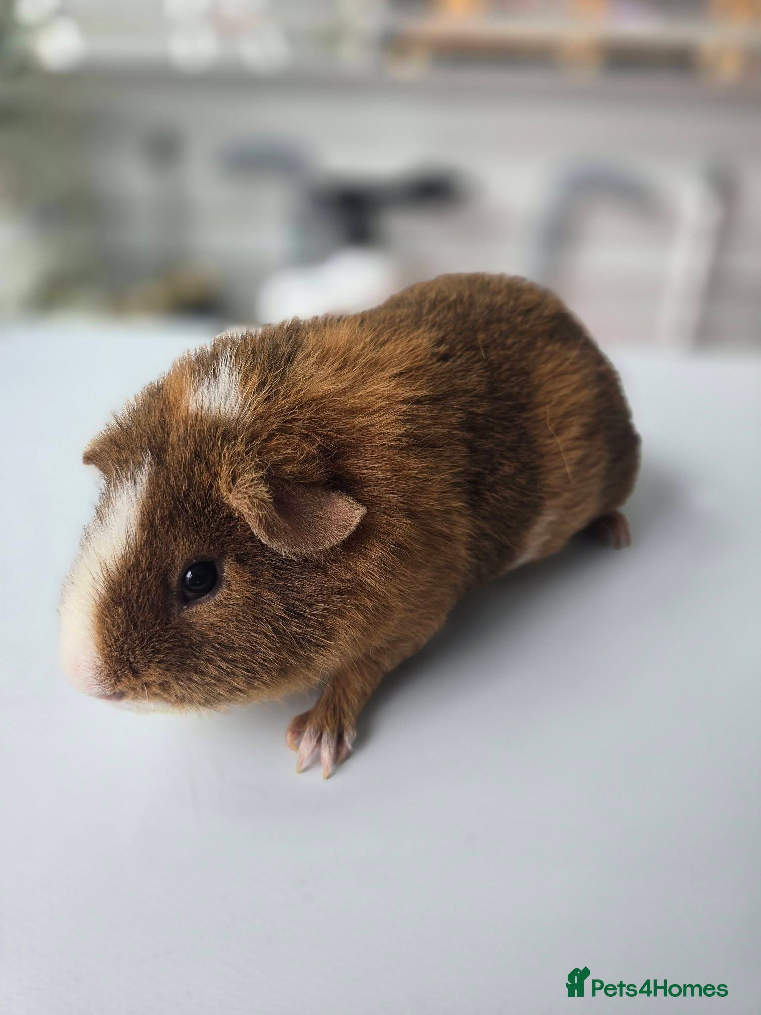 Guinea Pig rodents 2 male guinea pigs and c&c cage - Advert 1