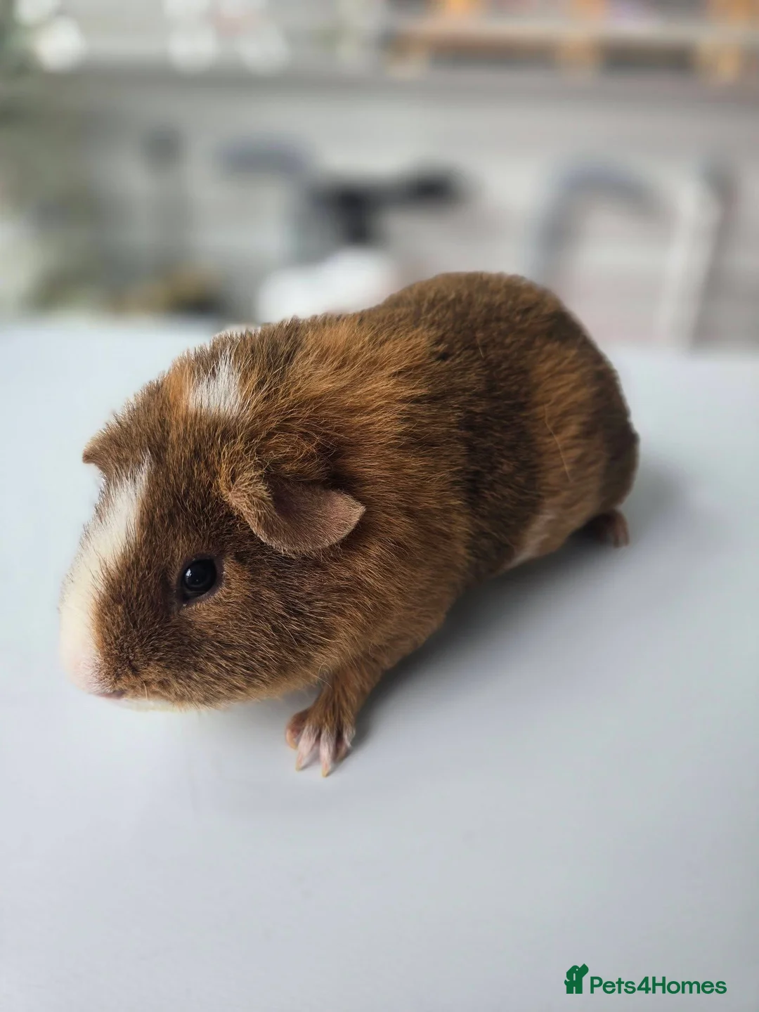 Guinea Pig rodents for sale: 2 male guinea pigs and c&c cage - Advert 1