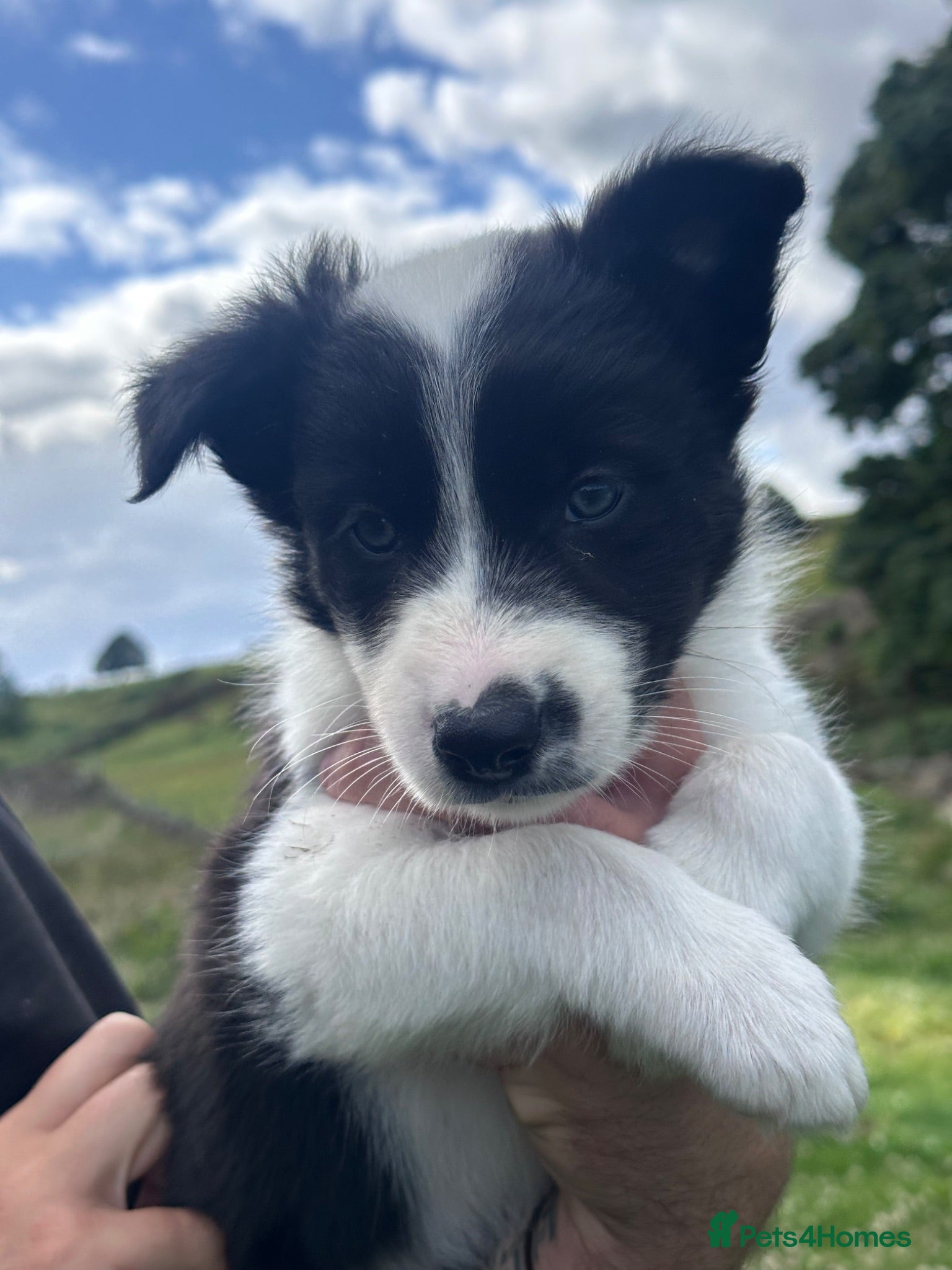 Border Collie dogs Border Collie Puppies - Advert 2