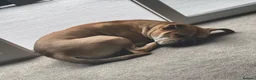 Mixed Breed dogs for sale: Hank – 7-Year-Old Un-Neutered Bulldog x Shar Pei - Advert 4