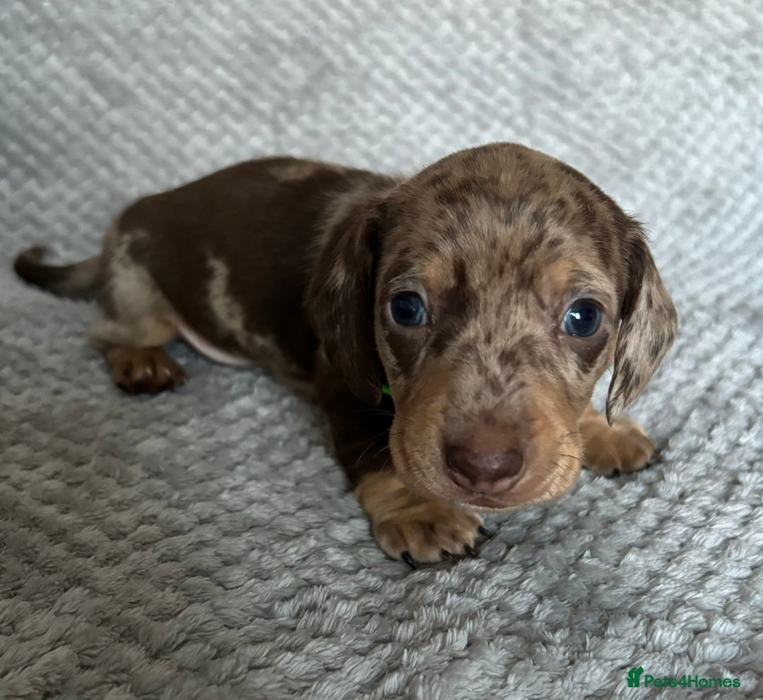 Miniature Dachshund dogs for sale: Last 2 Miniature Dachshund Pups Ready 23rd Dec! - Advert 16