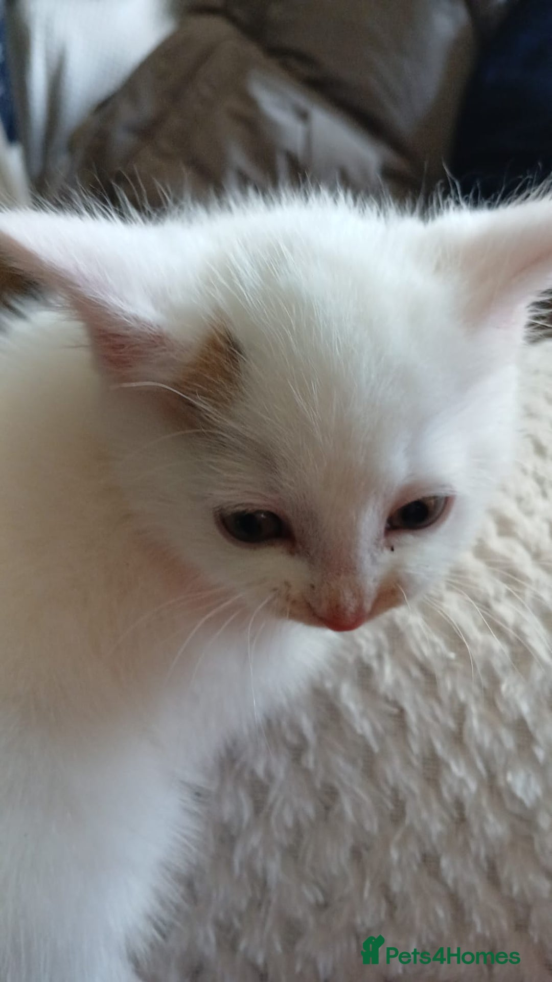 Mixed Breed cats for sale: White kitten.  - Image 5