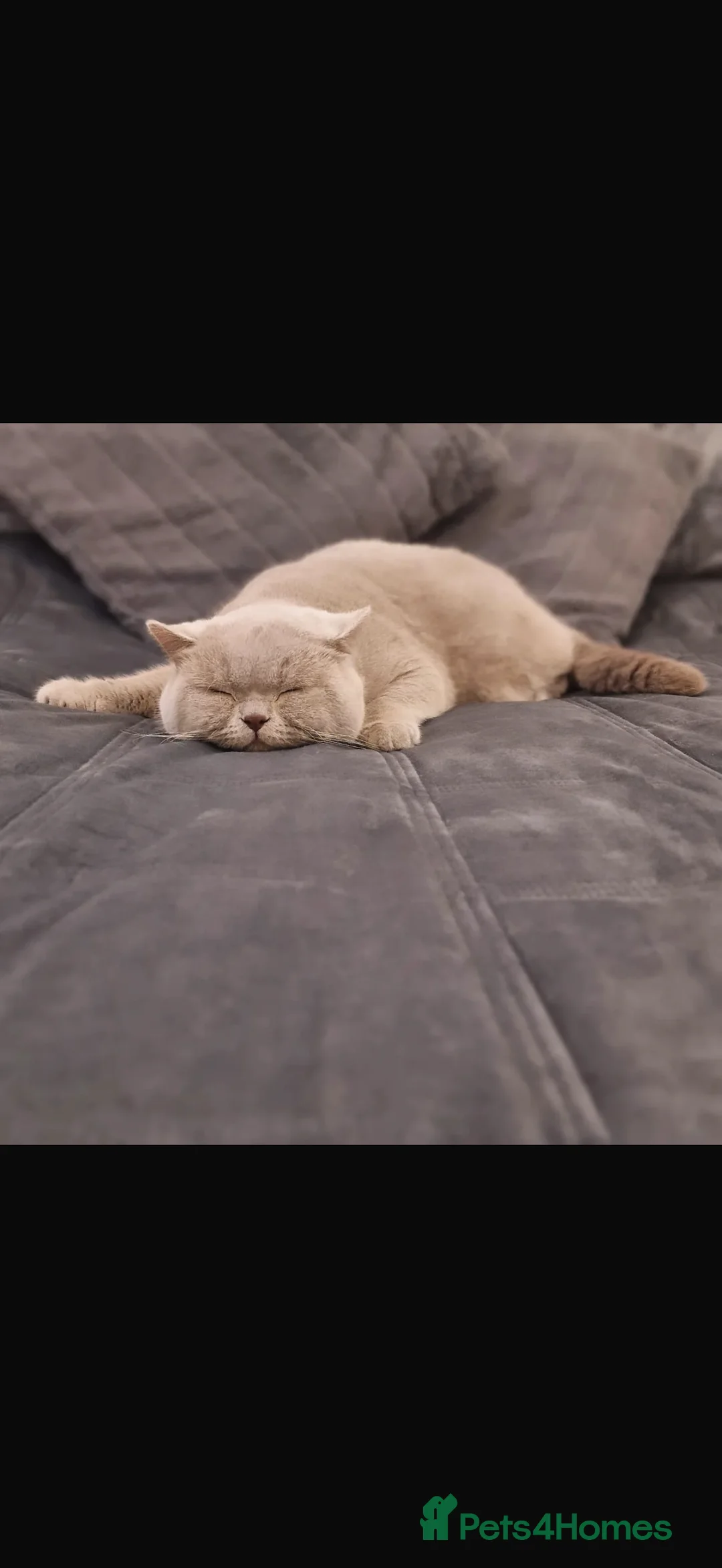 British Shorthair cats for sale: British Short hair and Scotish Fold - Advert 26