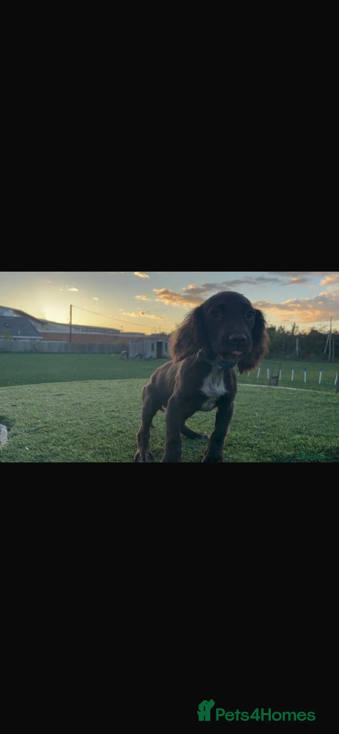 Cocker Spaniel dogs for sale:  cocker spaniel - Advert 2