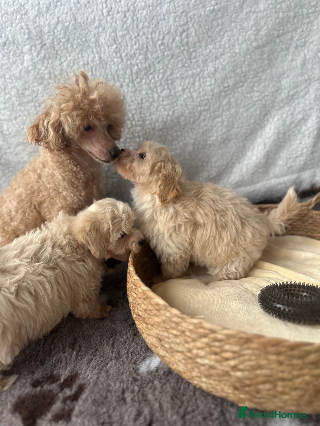 Maltipoo dogs for sale: F1 Toy Maltipoo puppys   - Image 5