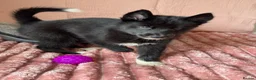 Mixed Breed dogs for sale: Crufts Line Husky x Malamute - Health tested 🐾 - Advert 30
