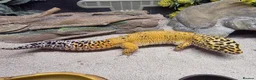 Leopard Gecko reptiles for sale: Leopard gecko male  in Tonbridge - Advert 4