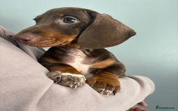Miniature Dachshund dogs for sale: Ready to go-Gorgeous miniature Dachshund puppies   - Image 18