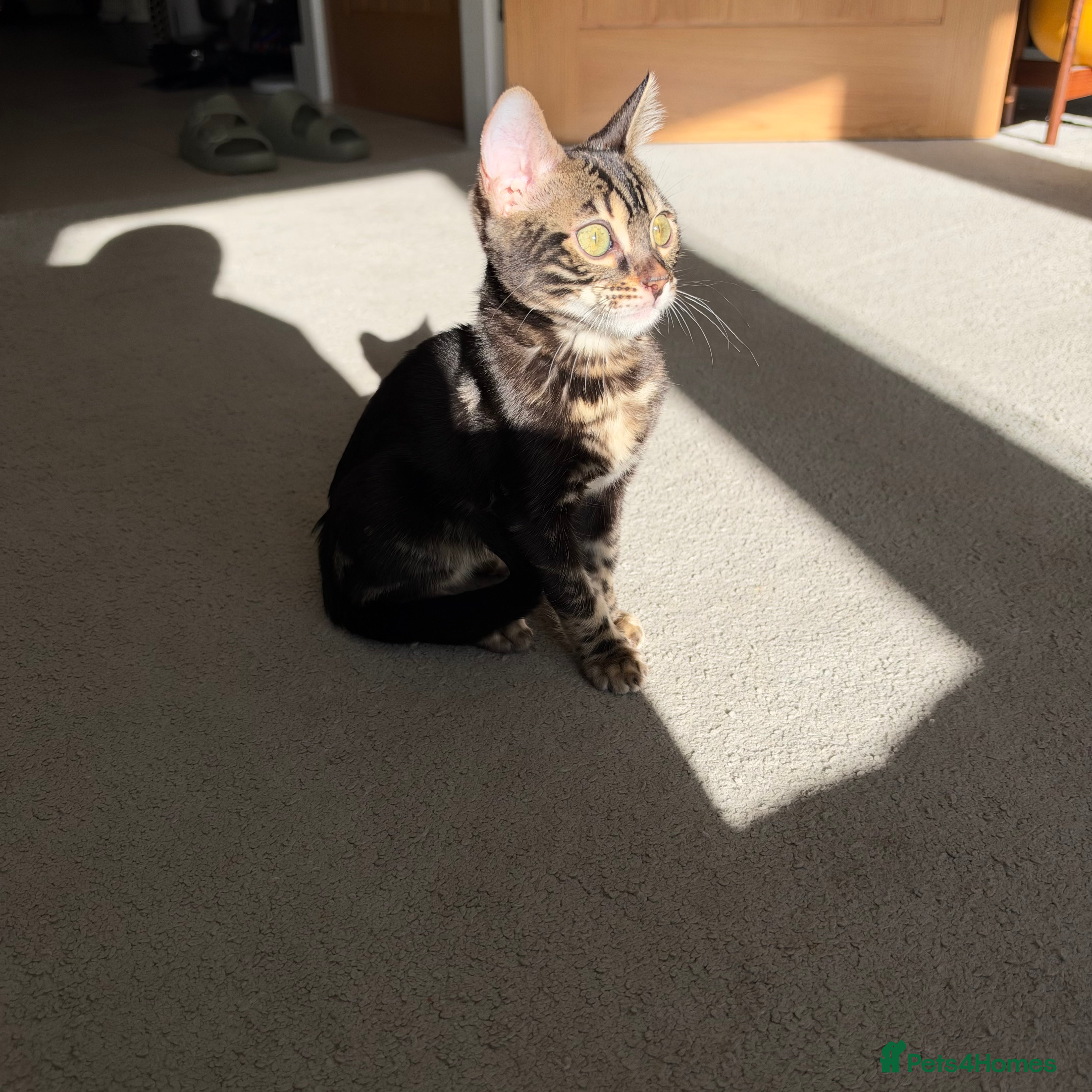 Bengal cats Rare silver charcoal Marble Girl   - Advert 2