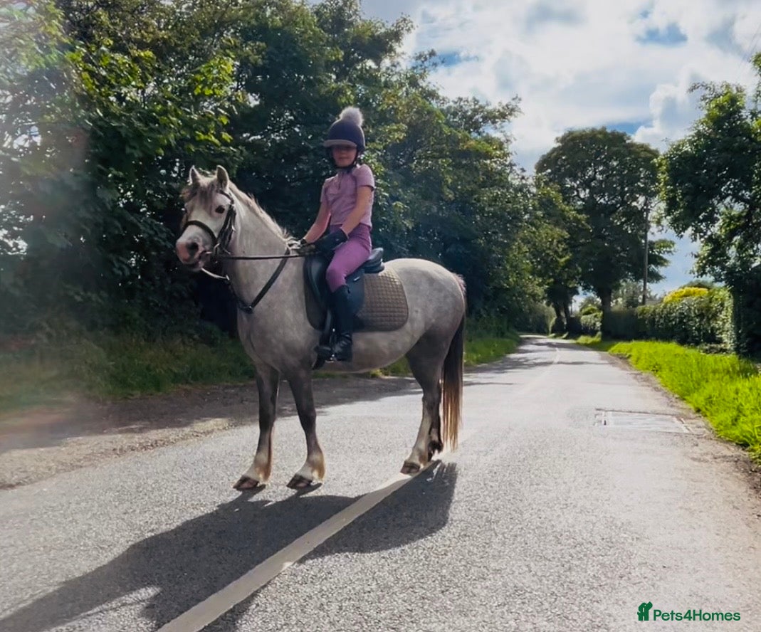 Welsh Section A horses Welsh pony  - Advert 16