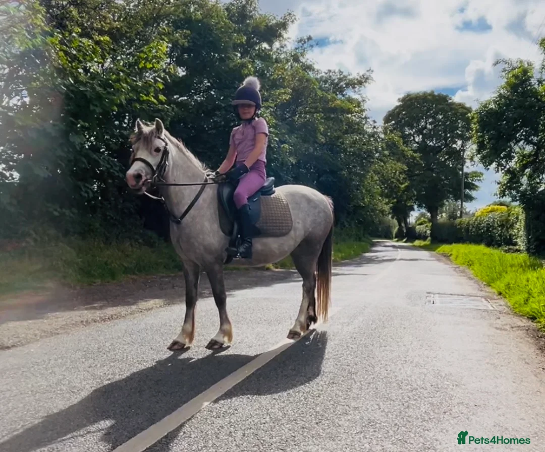 Welsh Section A horses for sale: Welsh pony  - Advert 1