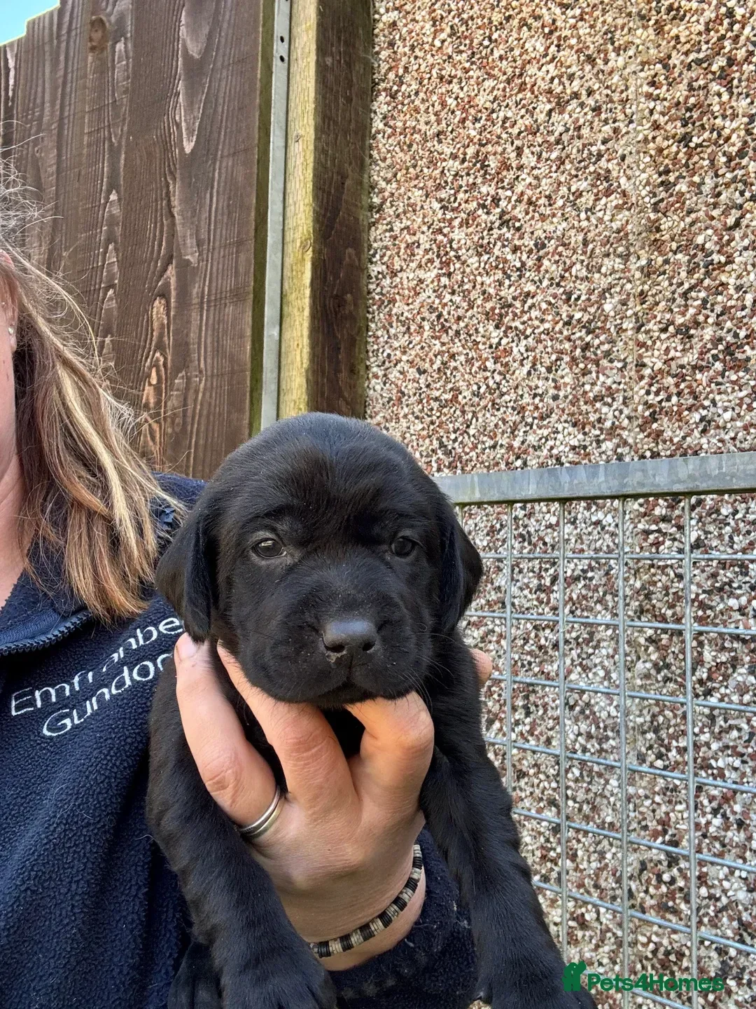Labrador Retriever dogs Working Type Labrador Puppies - Advert 2