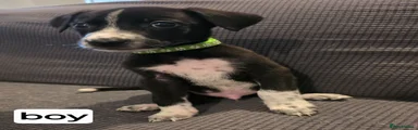 Mixed Breed light green