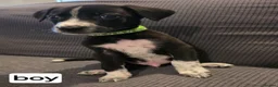 Mixed Breed dogs for sale: Beautiful Belgian mali and Dalmatian puppies - Advert 7