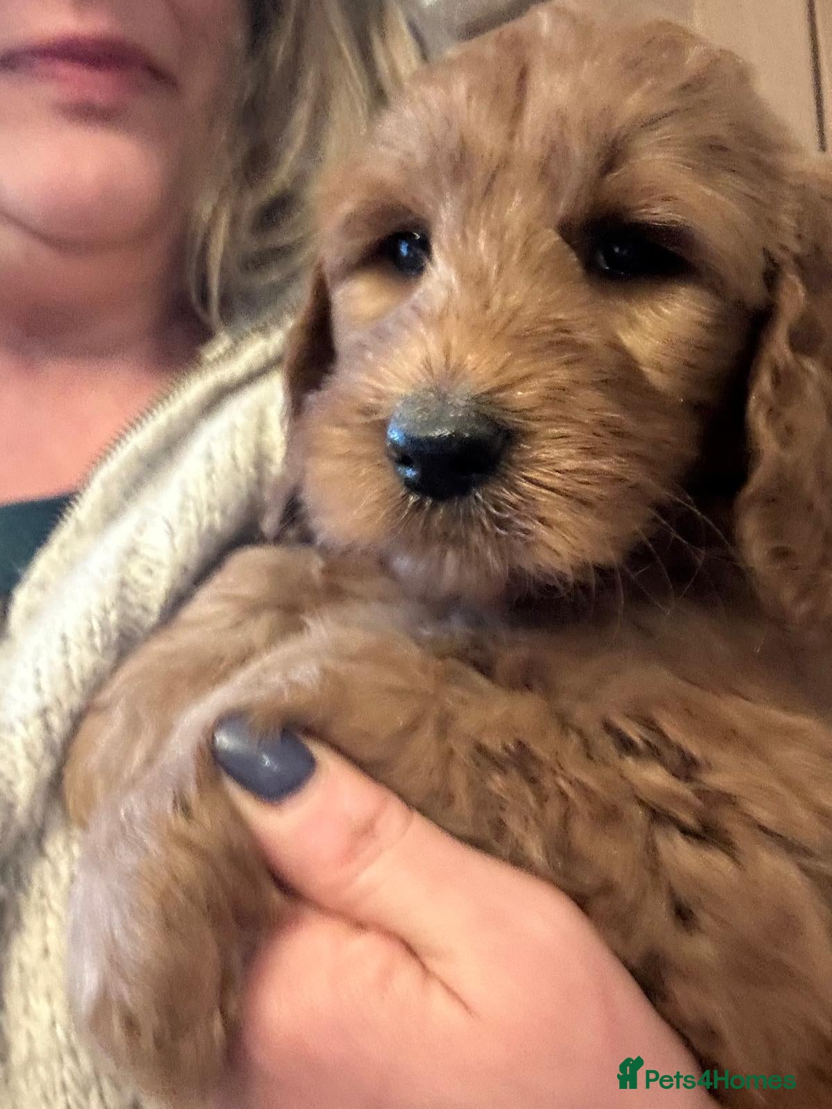 Australian Labradoodle dogs Australian Labradoodles Exceptional Temperaments - Advert 2