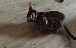 Bengal cats for sale: Bengal cats - Image 4