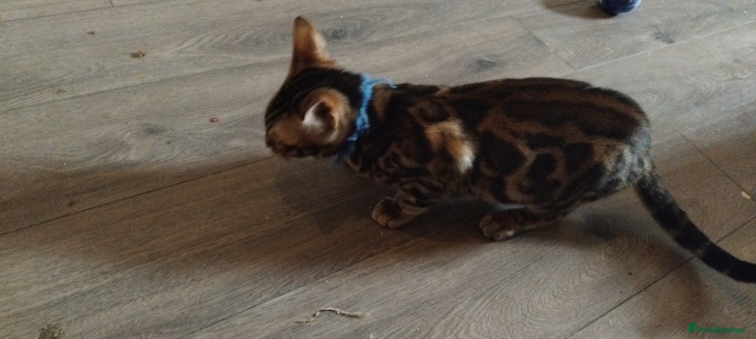 Bengal cats for sale: Bengal cats - Image 4