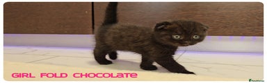 Scottish Fold Girl Chocolate