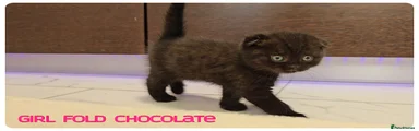 Scottish Fold Girl Chocolate
