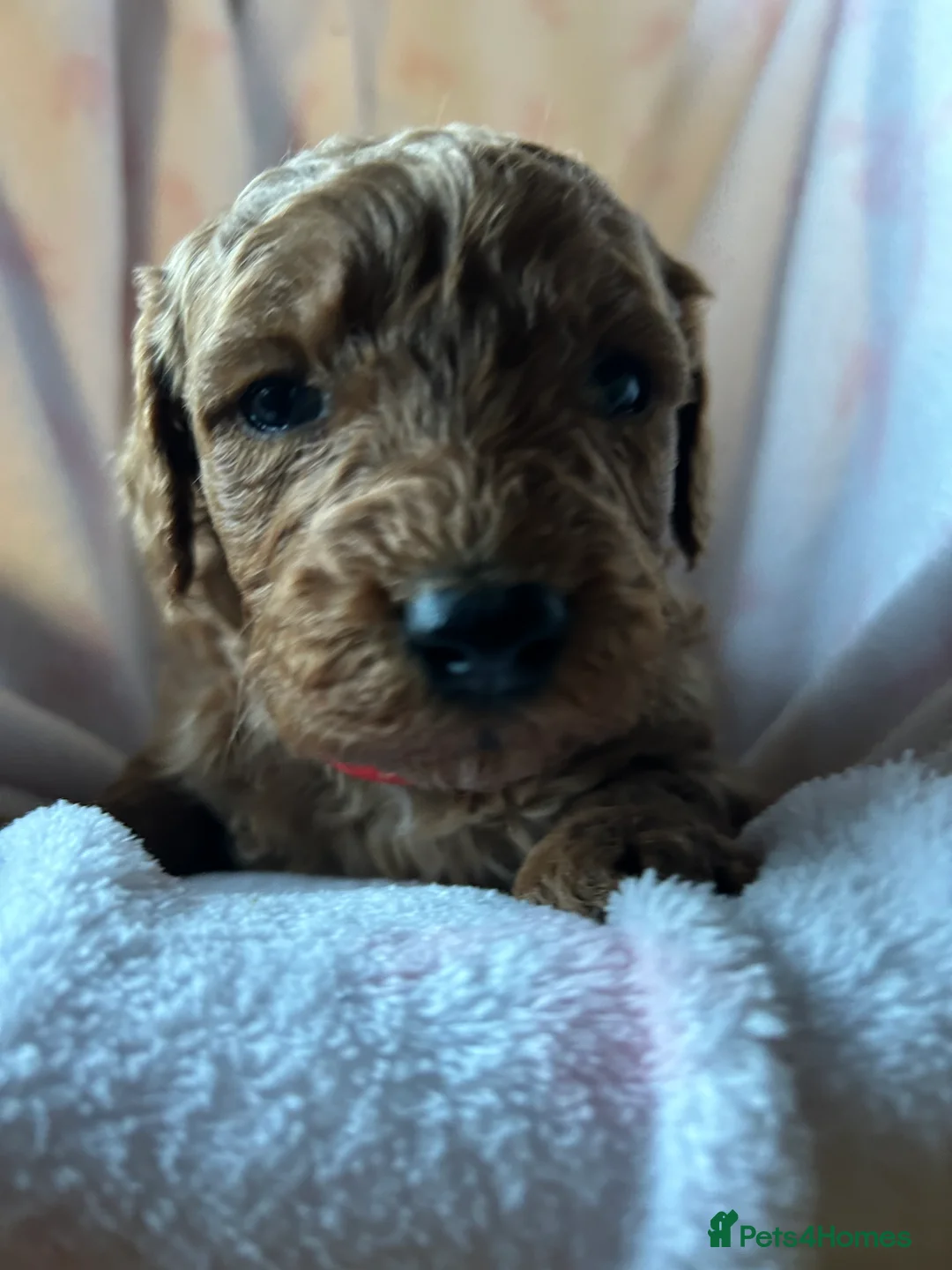 Cavapoo dogs for sale: Adventures of a curly cavapoo no further  - Advert 7